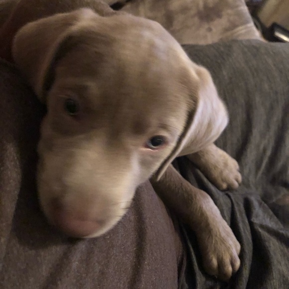 Meet your Posher, Michael - Picture 1 of 1